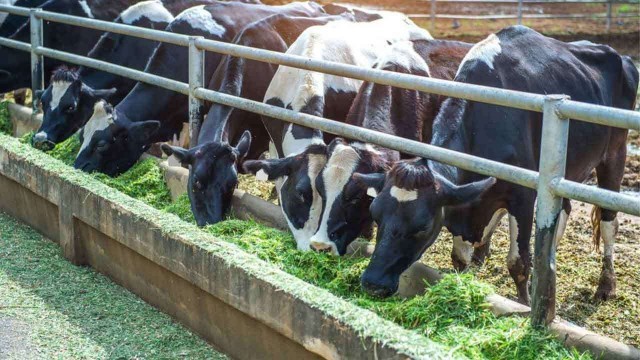 Cattle-Ranching-different-from-Cattle-Farming-2f9DHbAOA1.jpg