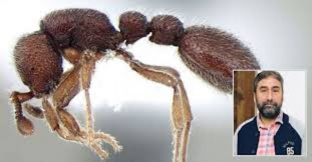 EnMalayalam-New type of Ants-dekYzolm2s.jpg