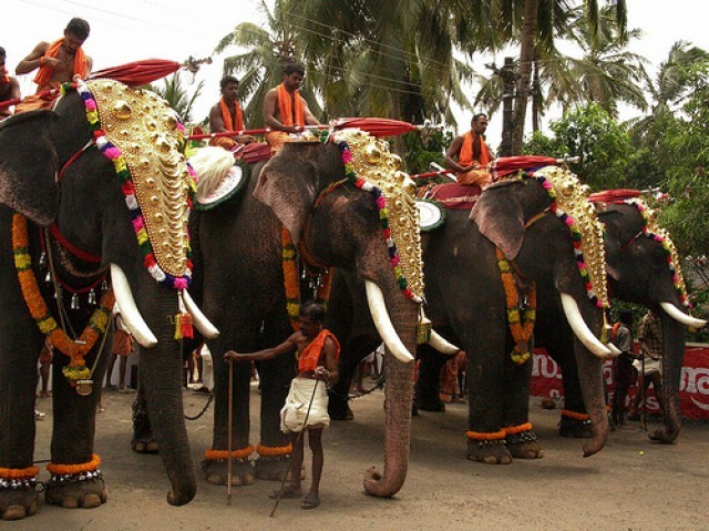 Kerala_Elephant-WyWvZCMDq2.jpg