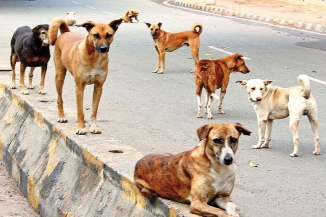 Street-Dogs-Issue-Kannur-ImV663FovQ.jpg