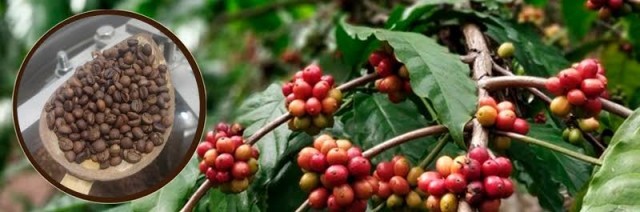 WhatsApp Image 2025-02-07 at 4.28.13 PM-Dq2KHagnJP.jpeg