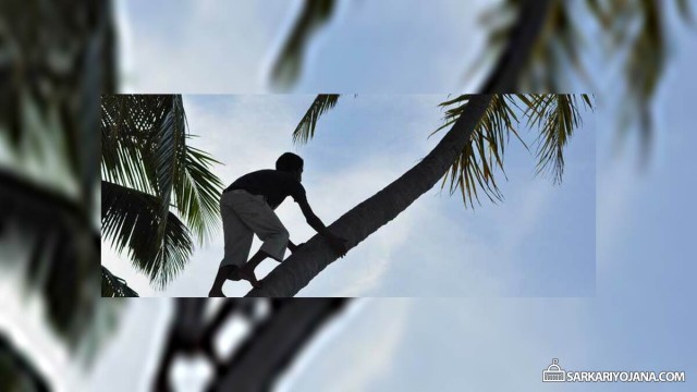 coconut-tree-climber-Cw3VJ08P3G.jpg