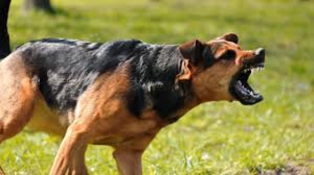 dog-hQMY6WmWsF.jpeg