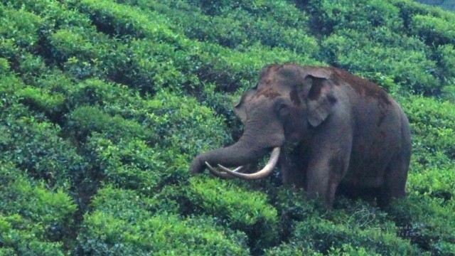 elephant-dQi5zhTEfg.jpg