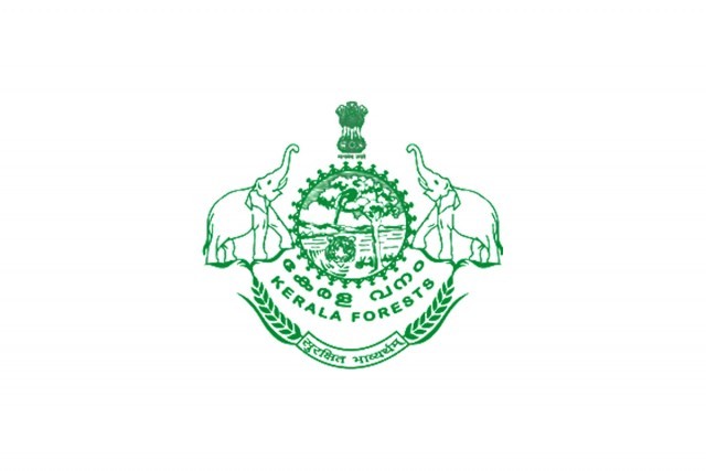 forest dep-zpMD6gHULq.jpg