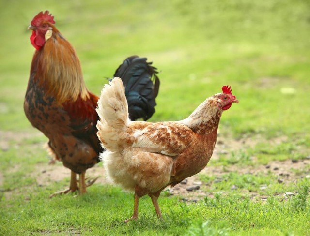 hen-9xEGpQRsEz.jpg