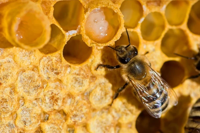 honey bee-llo0eQvcI1.webp