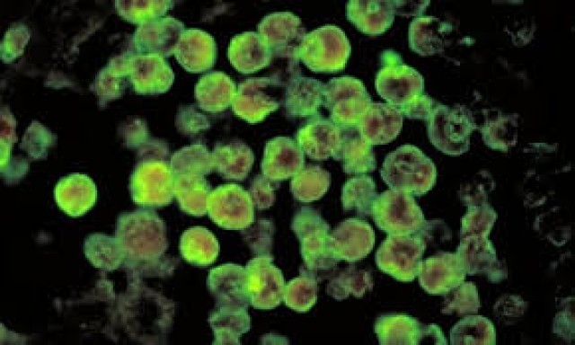 images (11)-54KNd8w0q4.jpg