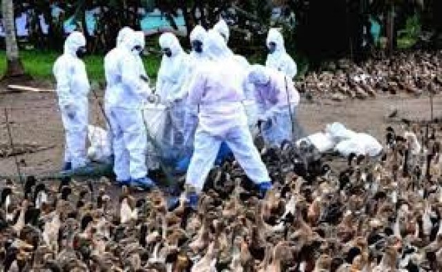 images (9)-lEOsBiMmtp.jpg