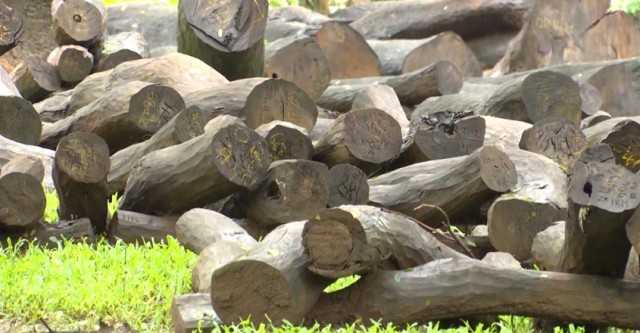 muttil-tree-gh1Hm4SJp2.jpg