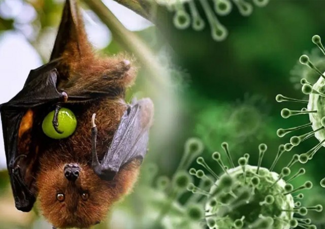 nipah-POSoI2aP5d.jpg