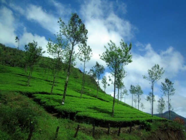 wayanad-AFViC72D03.jpg