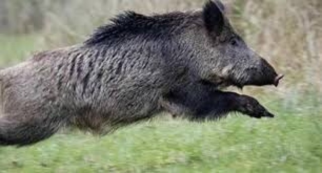 wild animal-yQ30my4yqv.jpeg