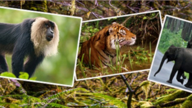 wild-life-1110587-cLnOkIT76S.jpg